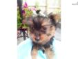 Price: $400
Tanner is a yorkie and will be small as an adult. He's very friendly and sociable. He loves attention and to be held. He is looking for her forever home and would make an awesome pet. He's been around other pets and was raised on our loving