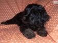 Price: $350
This advertiser is not a subscribing member and asks that you upgrade to view the complete puppy profile for this Cockapoo, and to view contact information for the advertiser. Upgrade today to receive unlimited access to NextDayPets.com. Your