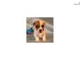 Price: $750
TARROW is a "super small" and playful boy! He is the smallest in the litter and looks like a little wind up toy when he runs and plays. He is a brown & white broken coat. He will be someones wonderful buddy for life!! This litter is VERY