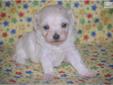 Price: $1500
This advertiser is not a subscribing member and asks that you upgrade to view the complete puppy profile for this Malti Poo - Maltipoo, and to view contact information for the advertiser. Upgrade today to receive unlimited access to