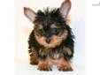 Price: $499
Check out Jessica our gorgeous Teacup Yorkie Female. She is perfect for riding around in a purse. She likes to play but loves to cuddle, with a face that will make you smile day in and day out! She is all up to date on her vaccinations and