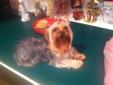 Price: $2000
This advertiser is not a subscribing member and asks that you upgrade to view the complete puppy profile for this Yorkshire Terrier - Yorkie, and to view contact information for the advertiser. Upgrade today to receive unlimited access to