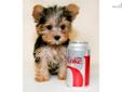 Price: $799
If you have been looking for your next best friend then STOP!.....Here he is! Gabriel is our Teacup Male Morkie! He is such a beautiful baby! He loves to play with his sister, they are the cutest puppies you will ever see! When they are not
