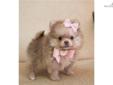 Price: $4500
This advertiser is not a subscribing member and asks that you upgrade to view the complete puppy profile for this Pomeranian, and to view contact information for the advertiser. Upgrade today to receive unlimited access to NextDayPets.com.