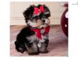 Price: $3500
This advertiser is not a subscribing member and asks that you upgrade to view the complete puppy profile for this Morkie / Yorktese, and to view contact information for the advertiser. Upgrade today to receive unlimited access to