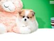 Price: $795
FOR THE ABOVE PRICE TO BE VALID PUPPY MUST BE SHIPPED USING COUPON CODE FLY. <---visit our site to view all our pups Teacup Miss Tiff is one of our POMERANIAN PUPPIES FOR SALE NEAR CINCINNATI OHIO!!!! Miss Tiff knows that she is very good