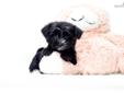 Price: $495
FOR THE ABOVE PRICE TO BE VALID PUPPY MUST BE SHIPPED USING COUPON CODE FLY. <--visit our site to view all our pups Teacup Paris is one of our MORKIE PUPPIES FOR ADOPTION NEAR YOUNGSTOWN OHIO!!!! Paris loves to shop and stay up to date on the