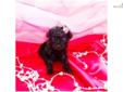 Price: $1800
This advertiser is not a subscribing member and asks that you upgrade to view the complete puppy profile for this Poodle, Toy, and to view contact information for the advertiser. Upgrade today to receive unlimited access to NextDayPets.com.
