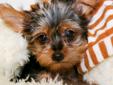 Price: $599
Meet our little Teacup Yorkie Male Rocco, he is looking for a great home! This little guy is very handsome and loves to play and cuddle! He is quite the total puppy package, not only would he make a great family pet but also a great companion