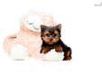 Price: $1395
FOR THE ABOVE PRICE TO BE VALID PUPPY MUST BE SHIPPED USING COUPON CODE FLY. <--visit our site to view all our pups Micro Teacup Ronaldo is one of our YORKIE PUPPIES FOR ADOPTION NEAR TOLEDO OHIO!!!! This little guy will stay under 4lbs full