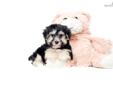 Price: $350
FOR THE ABOVE PRICE TO BE VALID PUPPY MUST BE SHIPPED USING COUPON CODE FLY. <--visit our site to view all our pups Teacup Samson is our MORKIE PUPPY FOR SALE NEAR CANTON OHIO!!!! Samson is the boss around the house. When he speaks everyone