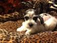 Price: $1500
GORGEOUS GORGEOUS PARTI TEACUP / TOY schnauzer babies!!!!this black and white parti is stunning absolutely stunning!!!! This babies markings are unbelievable!!! He is a tiny tiny parti his bone structure is so square his legs are so short his