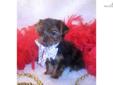 Price: $950
This advertiser is not a subscribing member and asks that you upgrade to view the complete puppy profile for this Yorkshire Terrier - Yorkie, and to view contact information for the advertiser. Upgrade today to receive unlimited access to