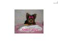 Price: $750
This advertiser is not a subscribing member and asks that you upgrade to view the complete puppy profile for this Yorkshire Terrier - Yorkie, and to view contact information for the advertiser. Upgrade today to receive unlimited access to