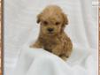 Price: $1000
What an adorable litter of red Maltipoos!!! They were born July 2nd and will be ready to ship Sept 10th. The momma is a AKC red Poodle and the daddy is a AKC Maltese. Give us a call at 479.970.0373 or email us at bskitchens@gmail.com or check