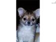 Price: $950
This advertiser is not a subscribing member and asks that you upgrade to view the complete puppy profile for this Chihuahua, and to view contact information for the advertiser. Upgrade today to receive unlimited access to NextDayPets.com. Your