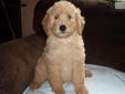 Price: $800
we have a beautiful litter of CKC reg standard poodle puppys available. Mom is cream and dad is red. please call 304 924 6778 for more info
Source: http://www.nextdaypets.com/directory/dogs/f89b03ff-cda1.aspx