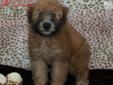 Price: $1395
The Soft Coated Wheaten Terrier is strong, agile and well-coordinated. A happy, playful, spirited and friendly terrier. This breed is very loving with children as well as other dogs. They have a hypoallergenic coat, great for allergies. So if