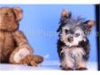 Price: $4999
UNBELIEVABLE, this pup has it ALL!!!! Teddy Bear is a super cuddly and sweet AKC MICRO Teacup Yorkie!!!! He loves to lay on your lap and just chill out! He has a great personality, is super sweet and will ONLY be 2 pounds FULLY GROWN!! He