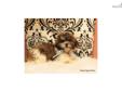 Price: $499
TEDDY BEARS AKA SHIHCHON AKA ZUCHON SHHTZU BICHON FRISE MIX PUPPIES HYPOALLERGENIC NON SHEDDING NO DANDER GREAT WITH CHILDREN AND OTHER PETS, PLEASE CALL ANYTIME 727-947-2372 WWW.ROYALPUPPYPALACE.COM
Source: