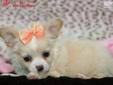 Price: $1495
The Chihuahuas are the smallest of all types of dogs, and are the tiniest of the small dog breeds. They are also known to be fiercely loyal of their owners. This little handsome boy is no exception! From his small and compact appearance, to