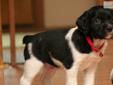 Price: $800
This is Teeto! He is a striking little AKC Registered Black/White French Brittany. He has a nice square face and a jet black/white coat like silk. His Grandpa is a National Grand Champion Best of Breed French Brittany so he does have nice