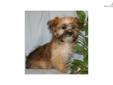 Price: $400
Mom: Teri 6 lbs 5 oz Dad: Gizmo 6 lbs 8 oz DOB: 12-13-12 8wk: 2-7-13 10wk: 2-21-13 This loveable morkie has a wonderful rich and warm colored coat! He is small and soo sweet, I can't believe he hasn't sold yet! He is priced to sell! He will
