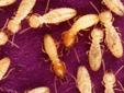 Are you having termite problems? We can help! We are a full service professional pest control company. Call us today!
501-229-5600
Â   pestcontrolexperts.net Termite treatment, roaches, mice, rats, or any other critter you need removed! Little Rock, North
