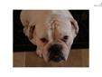 Price: $1400
This advertiser is not a subscribing member and asks that you upgrade to view the complete puppy profile for this Olde English Bulldogge, and to view contact information for the advertiser. Upgrade today to receive unlimited access to