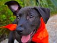 Colston knows that live isn't worth living if you can't laugh about it. He loves to play and have fun every chance he gets. He knows he is just another black puppy at the LA/SPCA but he hopes that his personality will shine through. Colston would make a