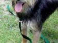 Casey Jones is a fantastic dog whose life was in jeopardy at a high kill shelter. Since we have a soft spot for scruffy terriers, especially terriers named Casey (our rescue mascot is a terrier named Casey), we rescued him!! Casey is a typical terrier,