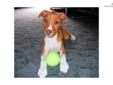 Price: $550
This advertiser is not a subscribing member and asks that you upgrade to view the complete puppy profile for this Rat Terrier, and to view contact information for the advertiser. Upgrade today to receive unlimited access to NextDayPets.com.