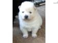 Price: $750
AKC reg.creme male (903-882-1965) Lindale, TX - We have been inspected by AKC and have received their coveted Certificate of Inspection which certifies we are in compliance with their rules and regulations for a good kennel. We are one of the