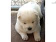 Price: $700
AKC reg.CREME male in Lindale,TX 903-882-1965 -We have been inspected by AKC and have received their coveted Certificate of Inspection which certifies we are in compliance with their rules and regulations for a good kennel. We are one of the