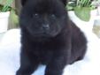 Price: $750
AKC reg black FEMALE (903-882-1965)in Lindale,TX- PUPPY PICTURE FROM PREVIOUS LITTER - We have been inspected by AKC and have received their coveted Certificate of Inspection which certifies we are in compliance with their rules and