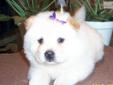 Price: $750
AKC white creme female-903-882-1965 - PUPPY PICTURED FROM PREVIOUS LITTER -We have been inspected by AKC and have received their coveted Certificate of Inspection which certifies we are in compliance with their rules and regulations for a good