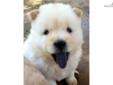 Price: $700
AKC creme male(903-882-1965) Lindale, TX- We have been inspected by AKC and have received their coveted Certificate of Inspection which certifies we are in compliance with AKC rules and regulations for a good kennel. We are one of the few chow