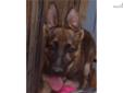 Price: $1200
Beautiful and very smart German Shepherd Puppy,. Registerd, shots, worminmgs, gets along well with children, other pets, VERY GOOD WATCH DOG she will protect your family and property when she grows up. call 361-547-2563 Please look at my