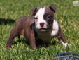 Price: $1500
SOLD www.STRONGSIDEBULLIES.com Short and wide POCKET BULLIES Smiley is a super short and compact pocket Bully with super thick bone, a big bobble head, and smashed back muzzle... He comes from REAL Pocket Bully lines... XXL's and extreme