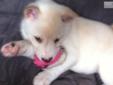 Price: $1000
I have an playful and agaile puppy that needs a loving home. She is a 8 weeks old. She is a Carmel and cream colored pup with a short haired coat. Her grooming nessities are minimal. She is AKC Registered and is up to date on her 1st shots &
