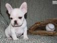 Price: $1950
Little Max is SOLD.. he has the nice pretty light cream coloring and nice short coby body.. his momma is a cream 18lbs and daddy is a cream and 14 lbs... please feel free to visit our website for more info on him and his sister is all we have