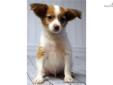 Price: $325
This Gorgeous little Papillon is pure joy! Timotheous is sure to bring much happiness into your life. AKC, Health Guarantee, microchip, current vaccines and worming, new puppy kit. 402-314-9792 Will be ready to go to forever home on 5-6-2013.
