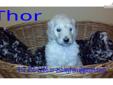 Price: $1000
This advertiser is not a subscribing member and asks that you upgrade to view the complete puppy profile for this Poodle, Standard, and to view contact information for the advertiser. Upgrade today to receive unlimited access to