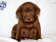 Price: $475
This is a friendly Chocolate Lab puppy who will make a great addition to any family. He is ACA registered, vet checked, vaccinated, wormed and health guaranteed. This puppy is well socialized and is played with by the Huyard's little girl!