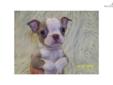 Price: $1200
This advertiser is not a subscribing member and asks that you upgrade to view the complete puppy profile for this Boston Terrier, and to view contact information for the advertiser. Upgrade today to receive unlimited access to