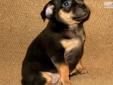 Price: $550
Beautiful black/tan female Carlin Pinscher pup. This darling little girl is beautifully marked, sweet as sugar, and just sassy enough to be fun. She loves playing and snuggling up with her human buddies. Tiara is a roly-poly little girl who