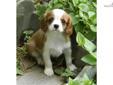 Price: $650
Whether he is wrestling with his brothers or snuggling in our lap, Tibbles is a precious little guy. He loves everybody. He has a very sweet disposition ? a true Cavalier trait. His mother, Sammie, is a Tri Color and weighs 22 pounds and his