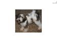 Price: $1200
This advertiser is not a subscribing member and asks that you upgrade to view the complete puppy profile for this Tibetan Terrier, and to view contact information for the advertiser. Upgrade today to receive unlimited access to