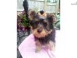 Price: $600
Tiffany is a yorkie and will be small as an adult. SHe weighs 3.15lbs and does very well at potty training. She's very friendly and sociable. She loves attention and to be held. She's sort of a diva and loves bows in her hair and to be dressed