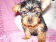 Price: $850
This is a very swt. and loving little girl.She will be 6 pounds as an adult and she is playfull and ready for a loving home.Her tail is croped and dewclaws are clipped.She is black and tan and this little girl will bring lots of love to your